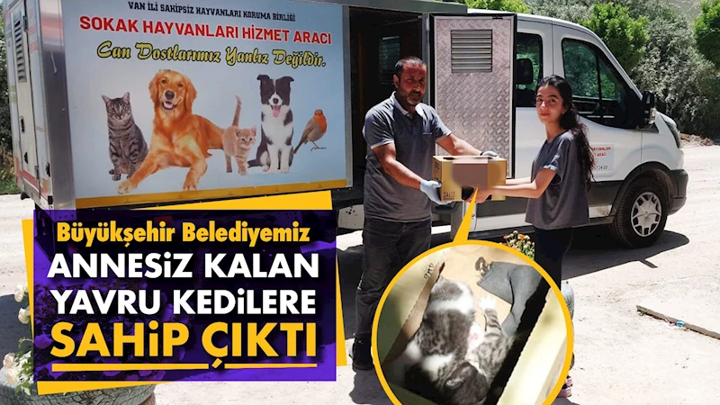 Büyükşehir Belediyesi Annesiz Kalan Yavru Kedilere Sahip Çıktı