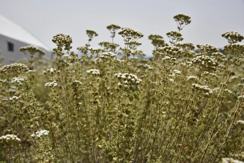Büyükşehir’den üreticilere destek