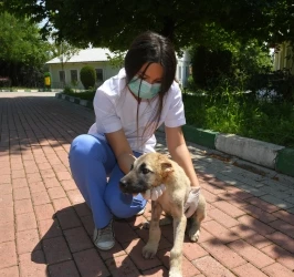 Osmangazi’den Hem Toplumu Hem de Hayvanları Koruyan Çalışma