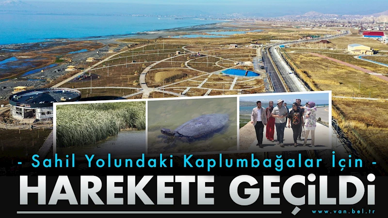Sahil Yolundaki Kaplumbağalar İçin Harekete Geçildi