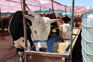 KURBANLIK HAYVAN SATIŞ VE KESİM YERİMİZDE KURBAN SATIŞLARI SÜRÜYOR