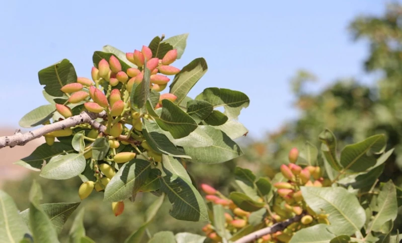 ŞANLIURFA FISTIĞI ÜRETİMİNDE YÜKSELEN DEĞER KARAKÖPRÜ