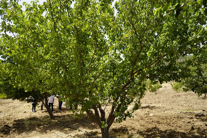 MEYVE BAHÇESİNDE HASAT BAŞLADI