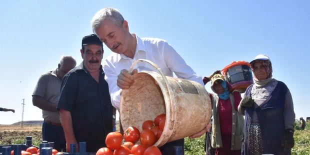 Başkanımız Çiftçilerle Tarlada Domates, Topladı