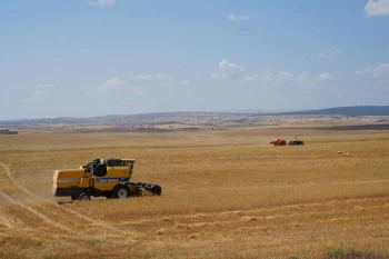 BÜYÜKŞEHİR BELEDİYESİ YULAF HASADI YAPTI