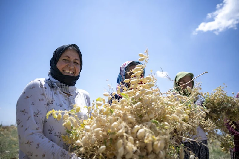 Gülnar’lı Üreticilerden Türkülerle Şenlik Havasında Nohut Hasadı