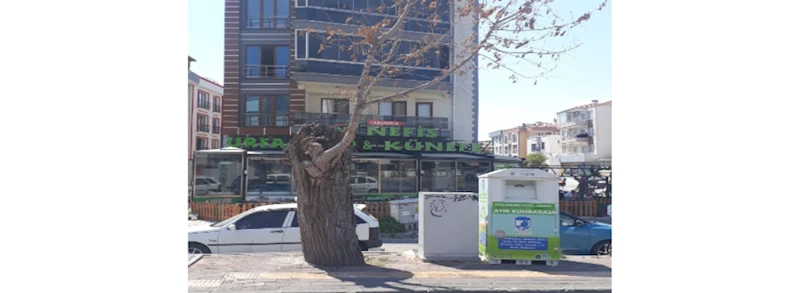 Kent Genelinde Risk Teşkil Eden Ağaçlar Kaldırılarak Yeni Ağaçlandırma Çalışmaları Gerçekleştirilecek