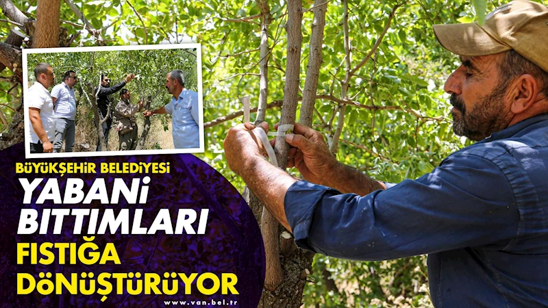 Büyükşehir Belediyesi Yabani Bıttımları Fıstığa Dönüştürüyor