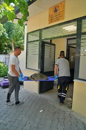 Körfez’deki yaralı Caretta carettaya yardım eli