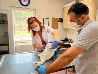 Yaralı Leylek Osmangazi’de Şifa Buldu
