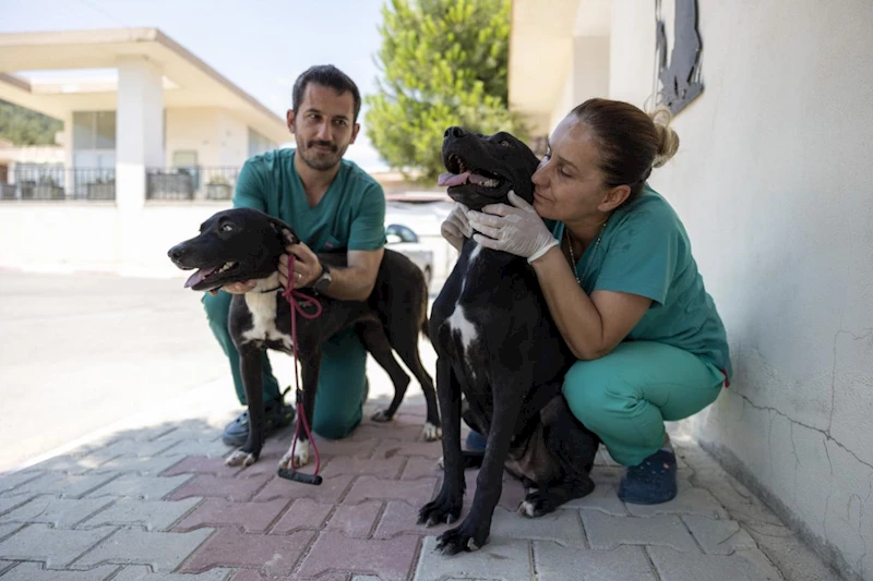 Rüzgar ve Zeytin, Büyükşehir Veterinerlerinin Sevgisiyle Hayata Tutundu