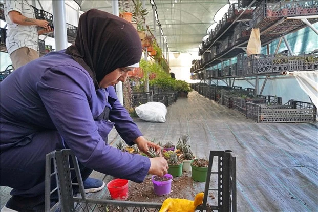 Hem tohumlar hem kadınlar güçleniyor