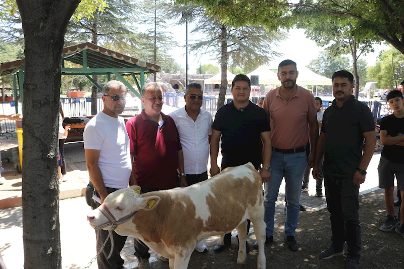 En Güzel Buzağı Seçildi