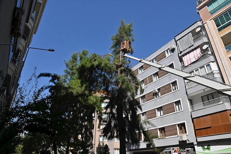 Tehlike oluşturan ağaçlara Büyükşehir ekiplerden müdahale