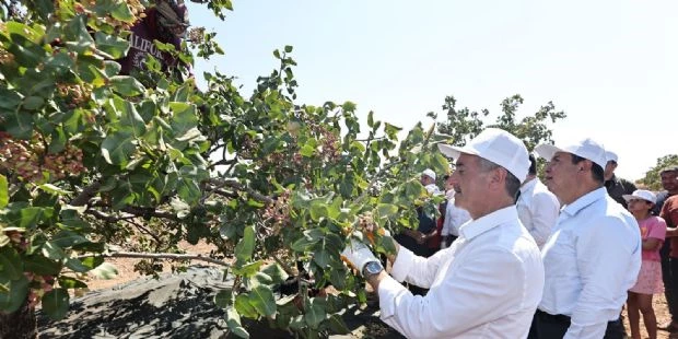 Başkan Tahmazoğlu Fıstıkçılarla Fıstık Hasatı Yaptı