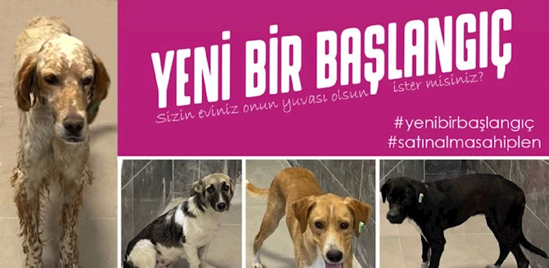 Sevimli Dostlarımız Yeni Bir Başlangıç İçin Sizi Bekliyor!