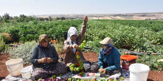 Belediyemizin Fideleri Kurutmalık Oluyor