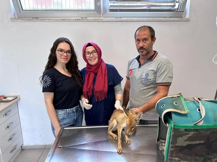 Büyükşehir’den yaban hayatına yardım eli