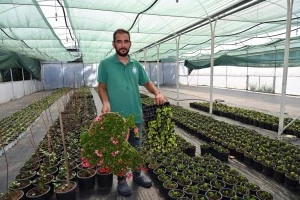 YALOVA BELEDİYESİ PARK BAHÇELER FİDANLIĞI ŞEHRİ YEŞİLLENDİRİYOR