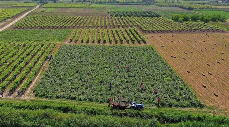 YAKLAŞIK 1,4 MİLYAR LİRALIK TARIMSAL DESTEK ÖDEMESİ ÇİFTÇİLERİN HESAPLARINA AKTARILIYOR