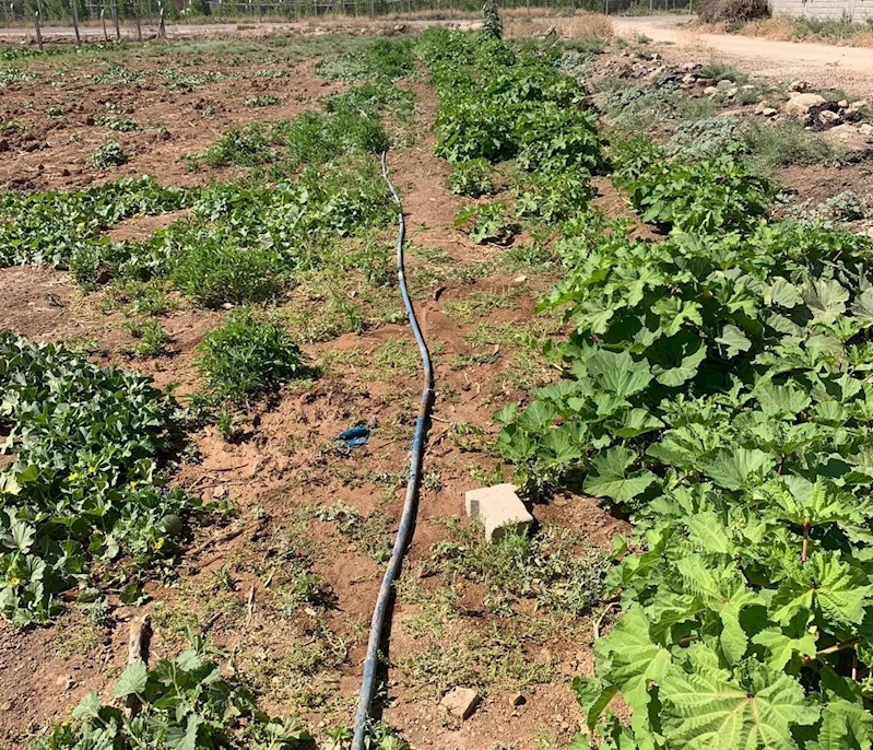 Mardin’de Yeraltı Suyu Kayıpları Endişe Verici Boyuta Ulaştı