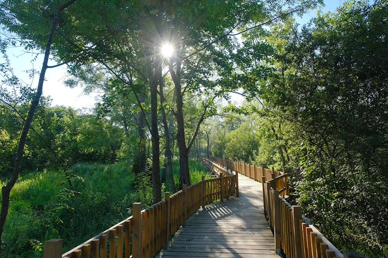 Doğal cennet Acarlar Longozu yaz sezonunda turizmin gözdesi oldu