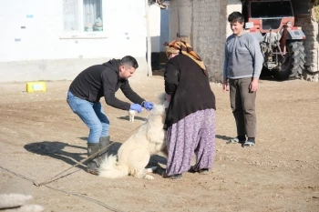 ÇOBAN VE BEKÇİ KÖPEKLERİ İÇİN ÇALIŞMALAR DEVAM EDİYOR