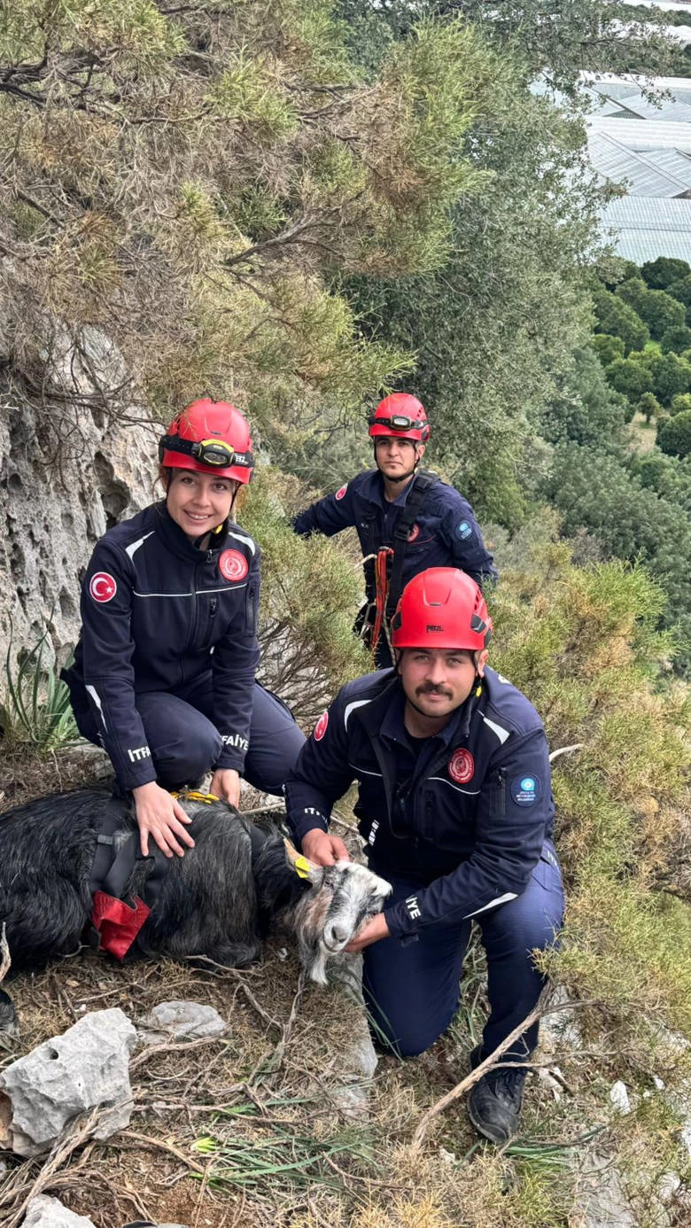 Büyükşehir Belediyesi İtfaiye ekiplerinden keçi kurtarma operasyonu