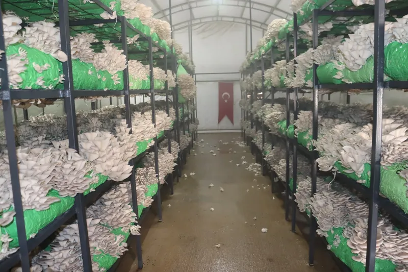 İzmit Belediyesi 2,5 Ton İstiridye Mantarı Hasadı Yaptı