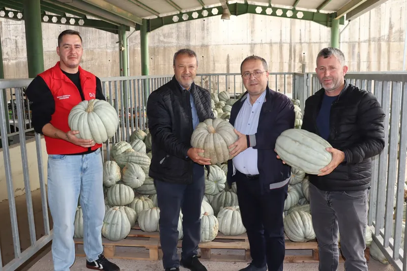 İzmit Belediyesi Atıl Arazilerden 8 Ton Bal Kabağı Hasadı