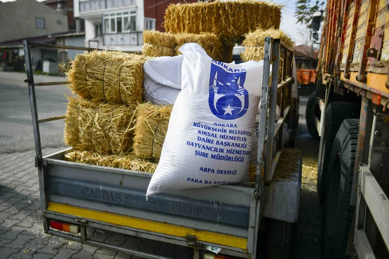 Ankara Büyükşehir Belediyesi Manda Yetiştiricilerine Yem Desteği Sağladı