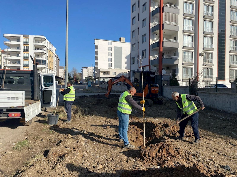 Kahta Belediyesi, Ağaçlandırma Çalışmalarına Hızla Devam Ediyor