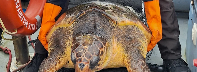 Caretta Caretta, Çanakkale Belediyesi Ekipleri Tarafından Kurtarıldı