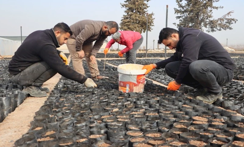 Şanlıurfa Büyükşehir Belediyesi, Keten Köyneği Fıstığı İçin Proje Başlattı