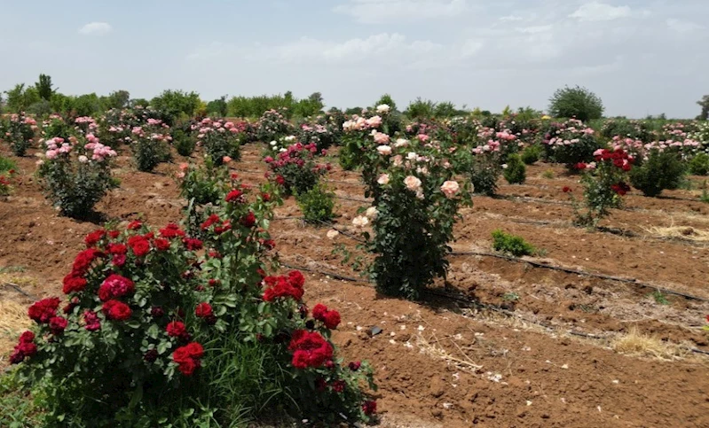BÜYÜKŞEHİR BELEDİYESİ KENDİ GÜLÜNÜ ÜRETİYOR, KENTİ GÜZELLEŞTİRİYOR