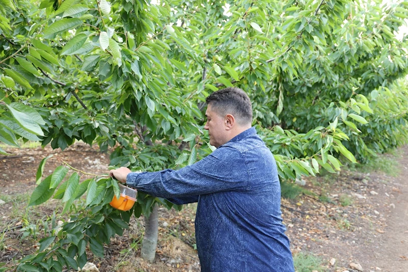 TOROSLAR’DA AKDENİZ MEYVE SİNEĞİNE KARŞI MÜCADELEDE ÖRNEK BAŞARI!